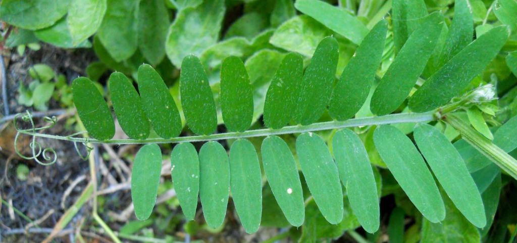 vicia ? -  Vicia cfr.  cracca